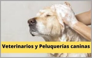 Veterinario y Peluquería canina en Lloret