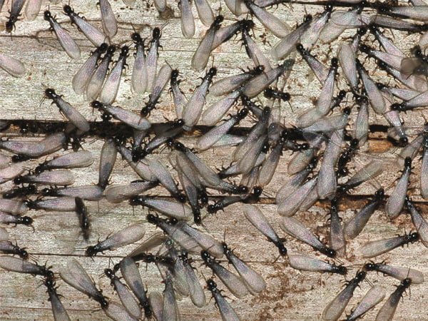 cryptosan control de plagas barcelona cucarachas ratas termitas chinches hormigas