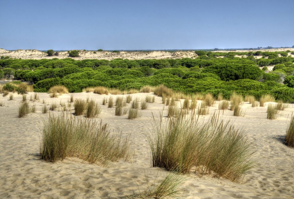 explora la fascinante flora del parque nacional de donana