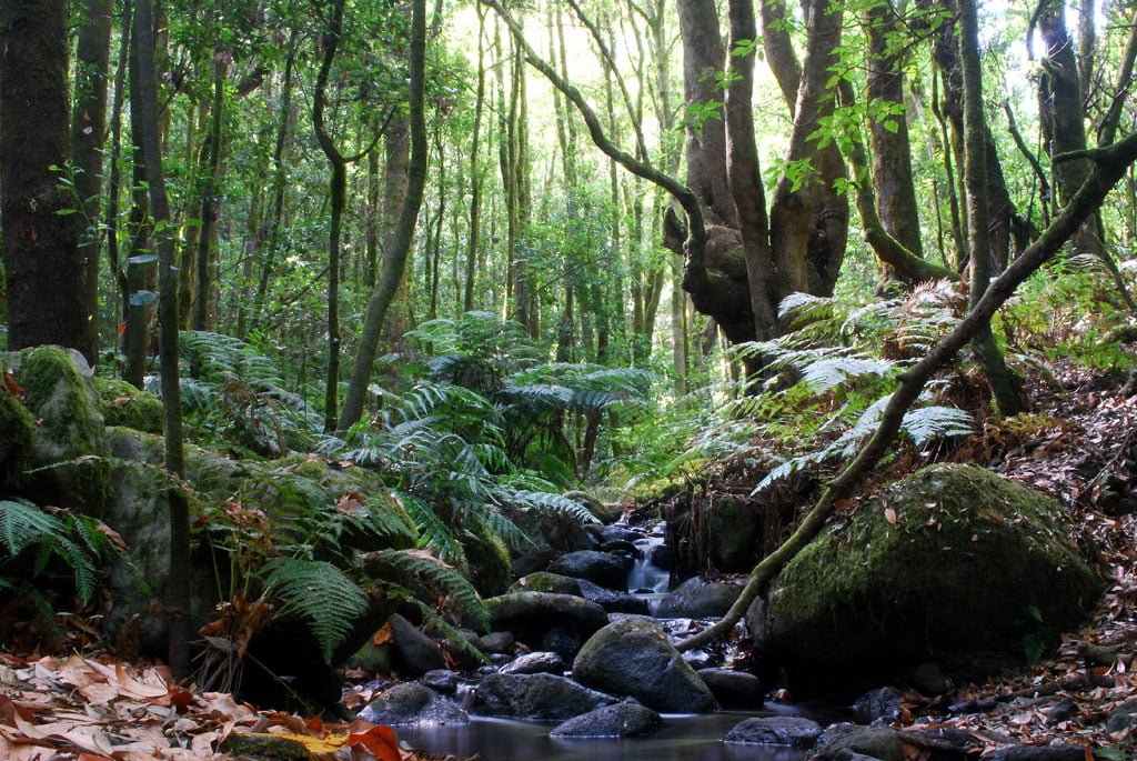 explora las mejores rutas y bellezas del parque nacional de garajonay 1