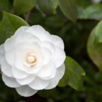 la camelia flors