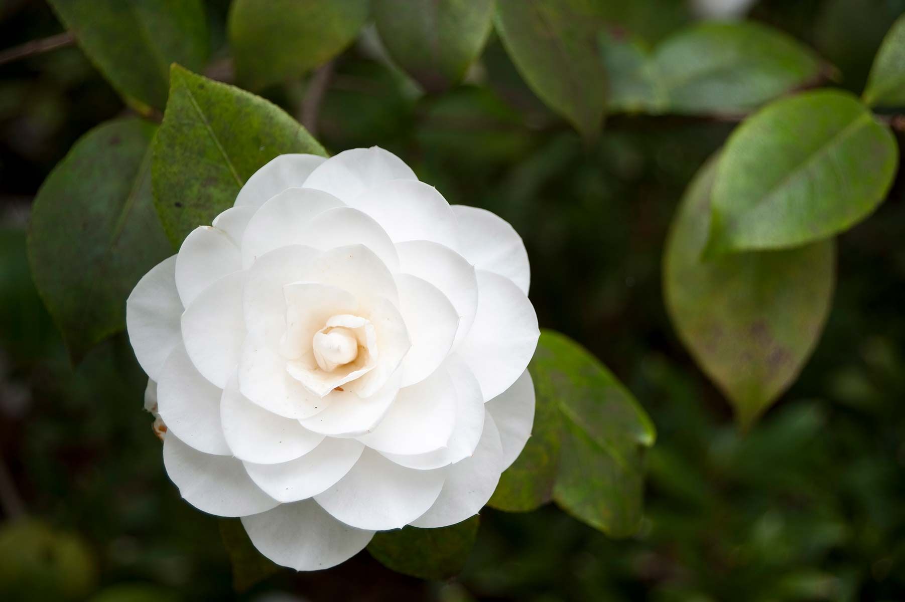 la camelia flors